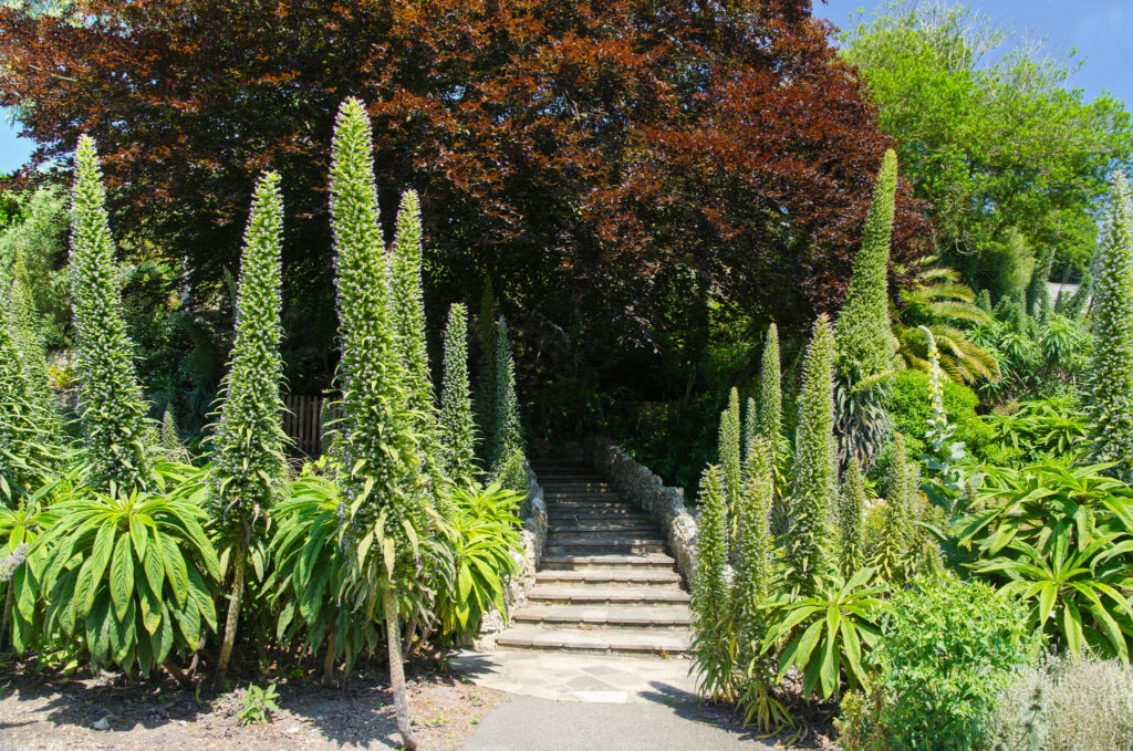 Ventnor Botanical Garden