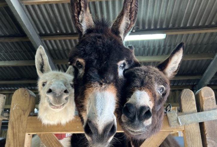 Isle of Wight Donkey Sanctuary