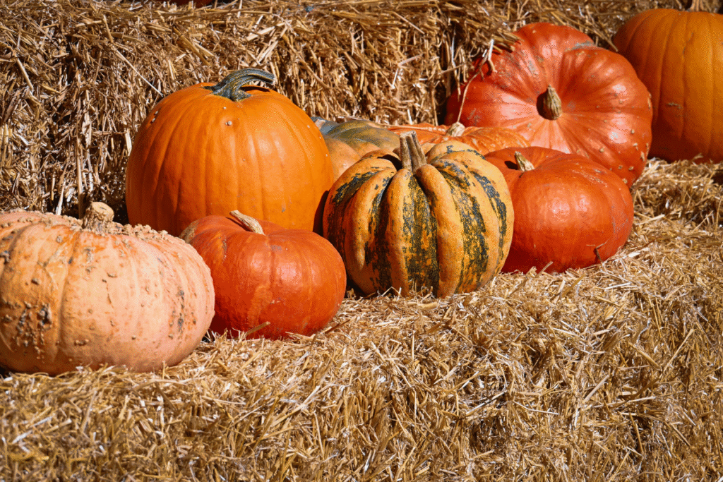 isle of wight pumpkin patch